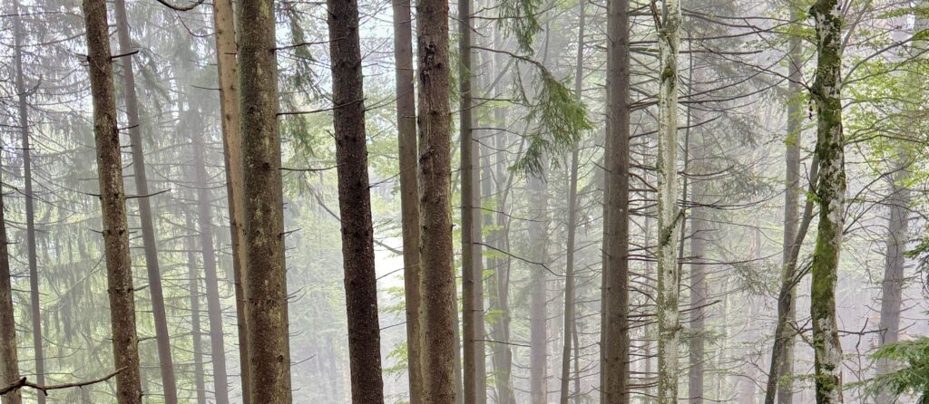 Trunks in the mist